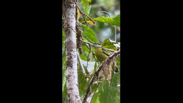 Cotinga écaillé - ML611838539