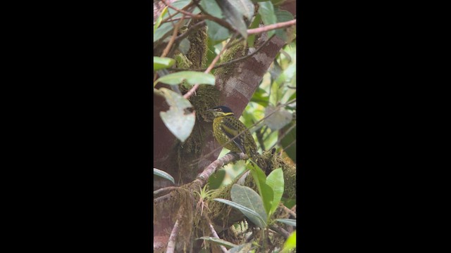 Cotinga écaillé - ML611838540