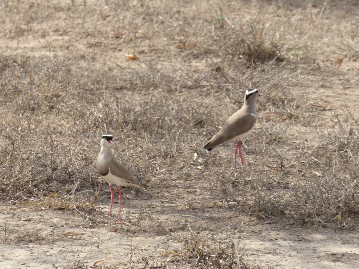 Crowned Lapwing - ML611838579