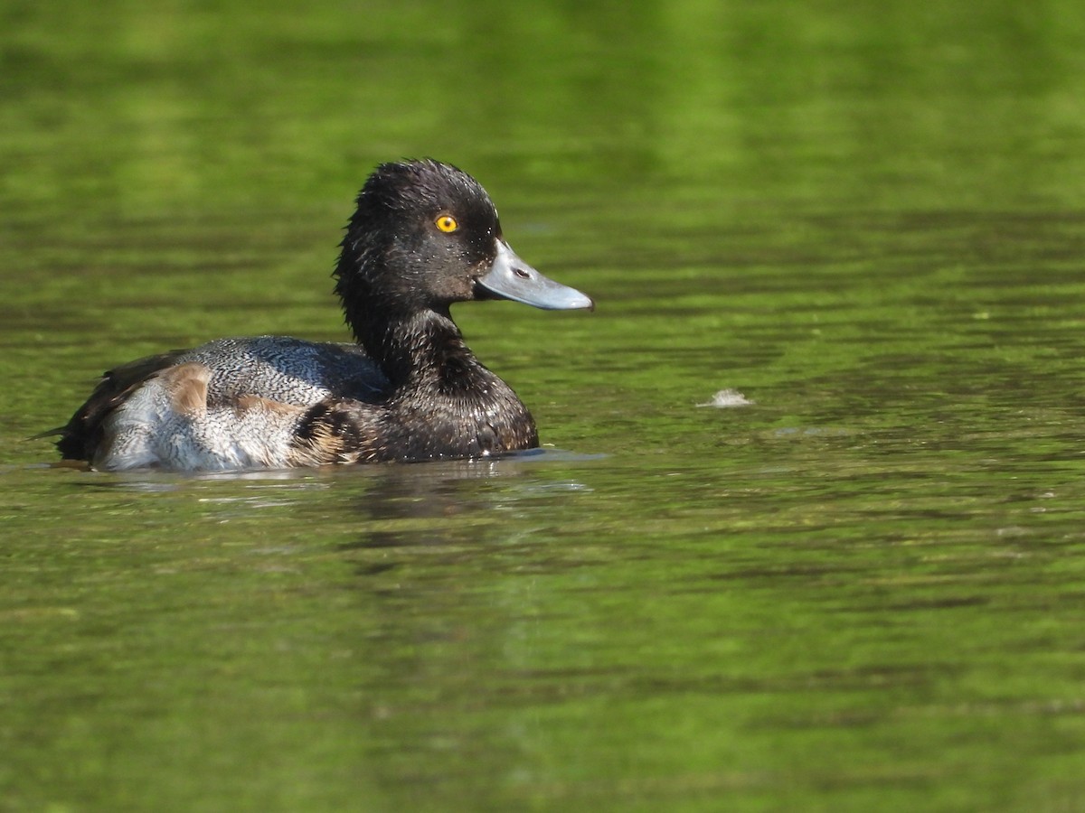 Lesser Scaup - ML611838605