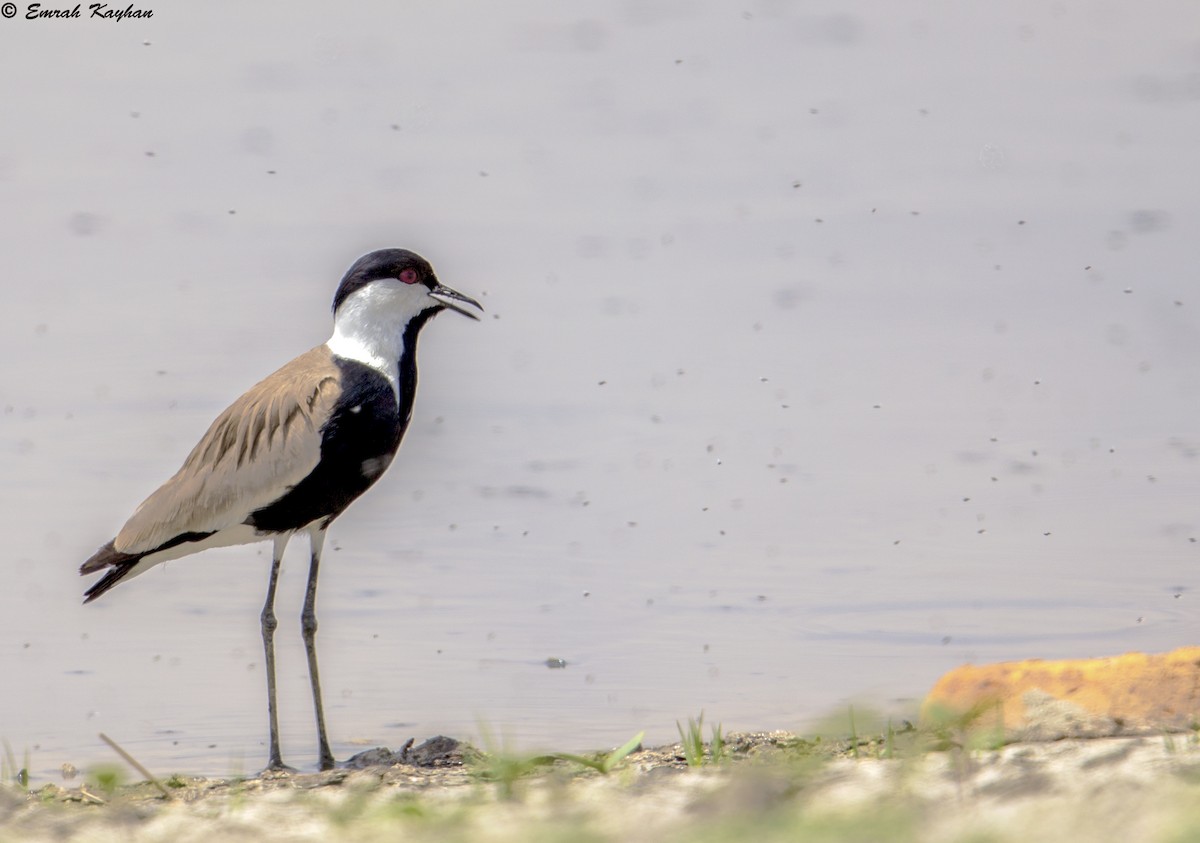 Spur-winged Lapwing - ML611838686