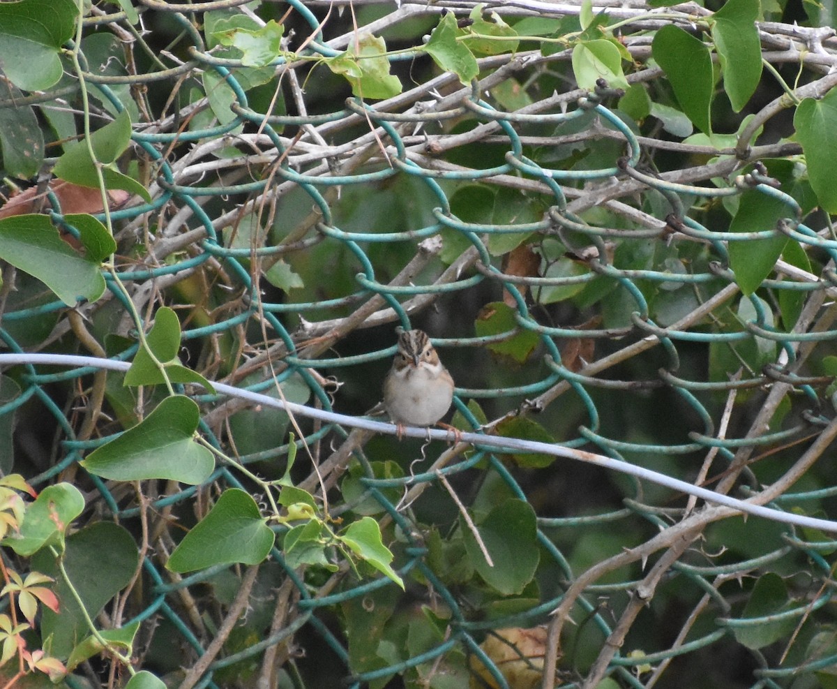 Clay-colored Sparrow - Andrew Rapp