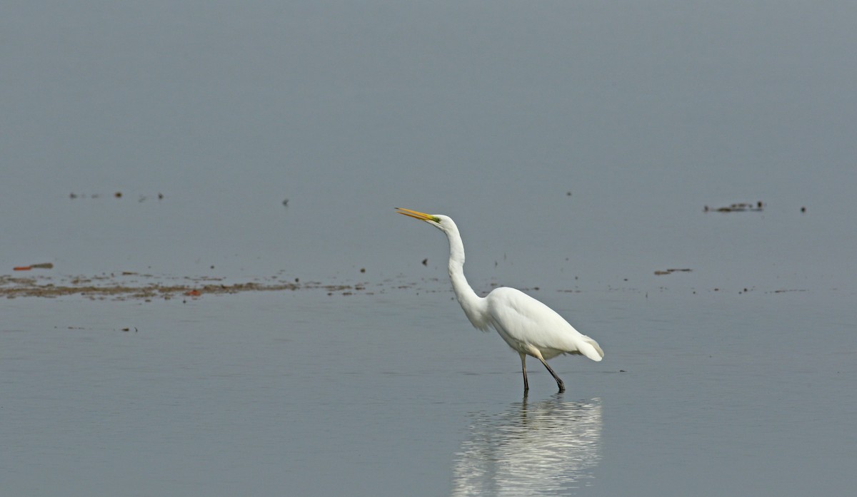 Great Egret - ML611838768