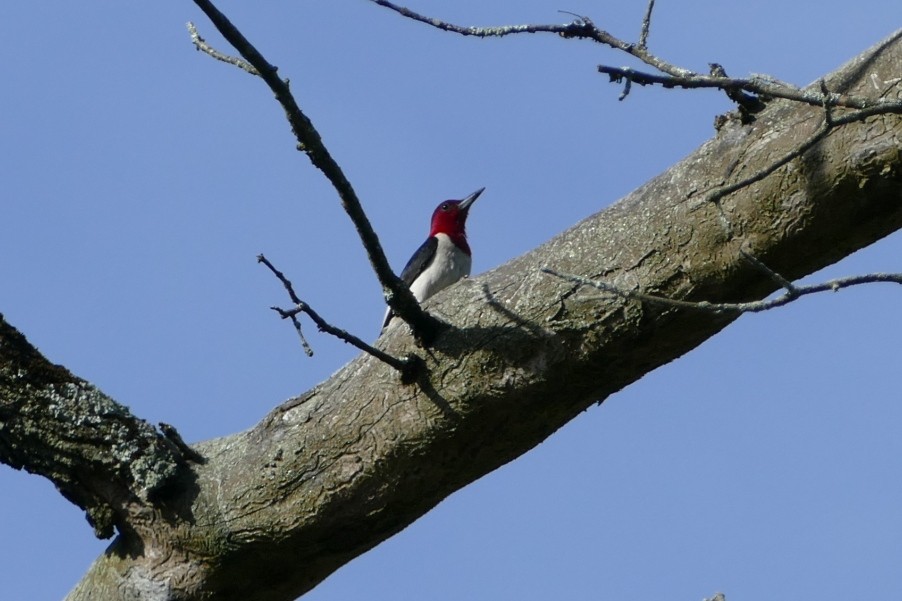 Red-headed Woodpecker - ML61183881