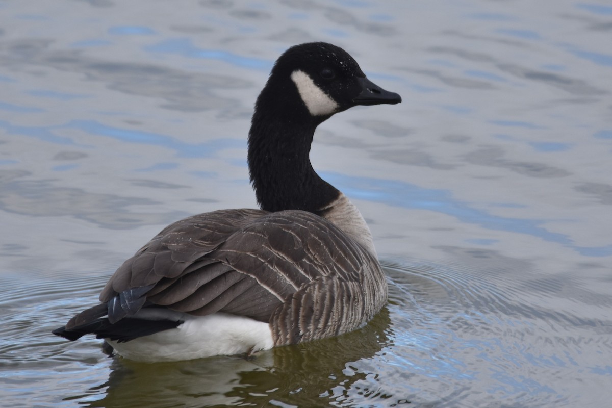 Cackling Goose - Finn Harty