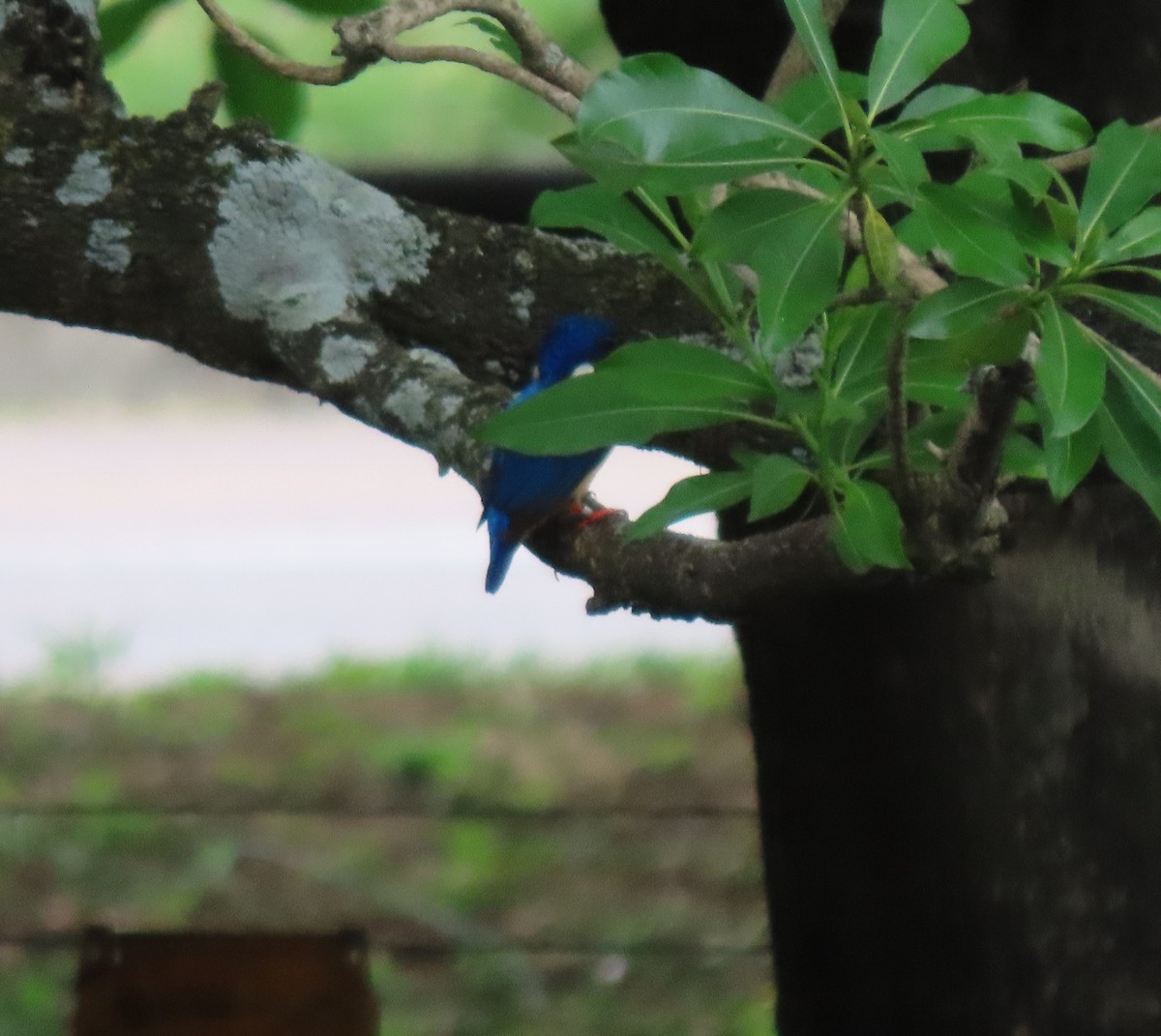 Half-collared Kingfisher - ML611838841