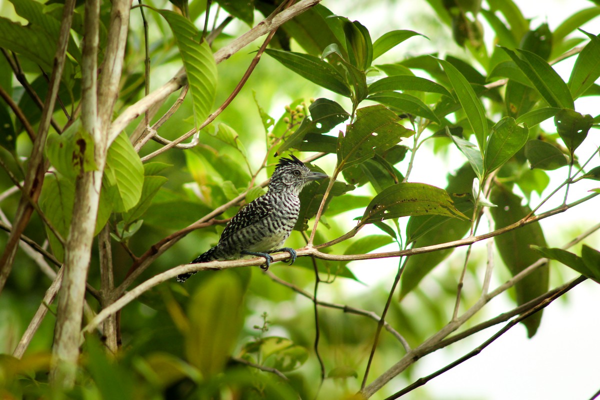 Barred Antshrike (Barred) - ML611838872