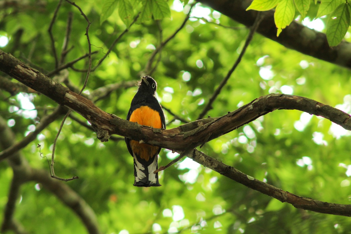 Trogon à queue blanche - ML611838895