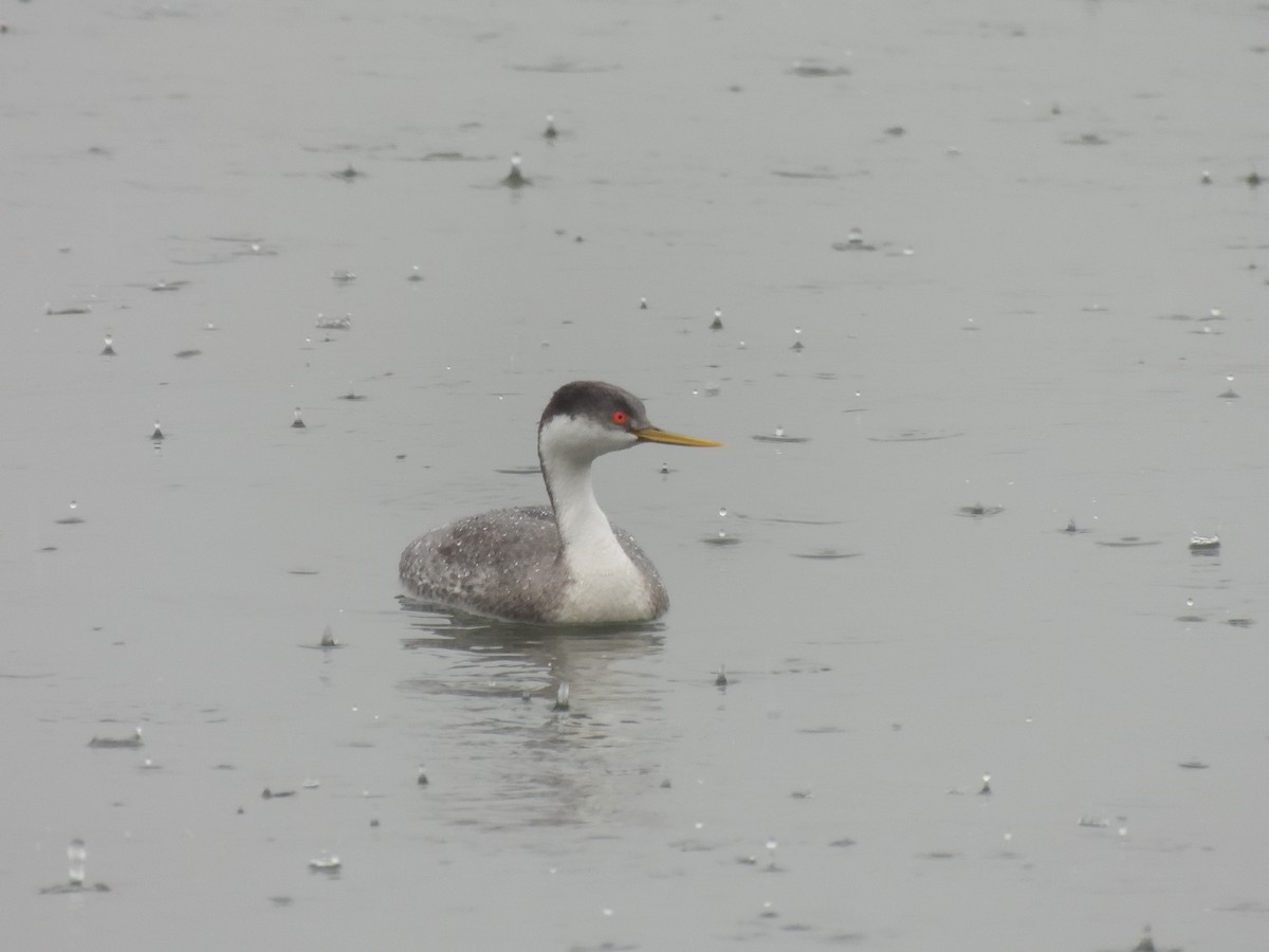 Western Grebe - ML611838919