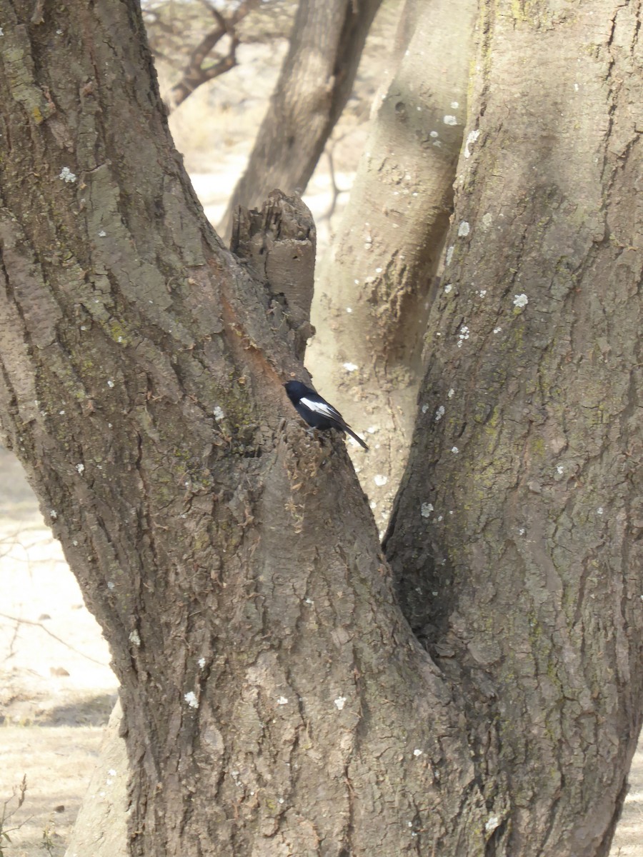 White-winged Black-Tit - Gerd REINSHAUS