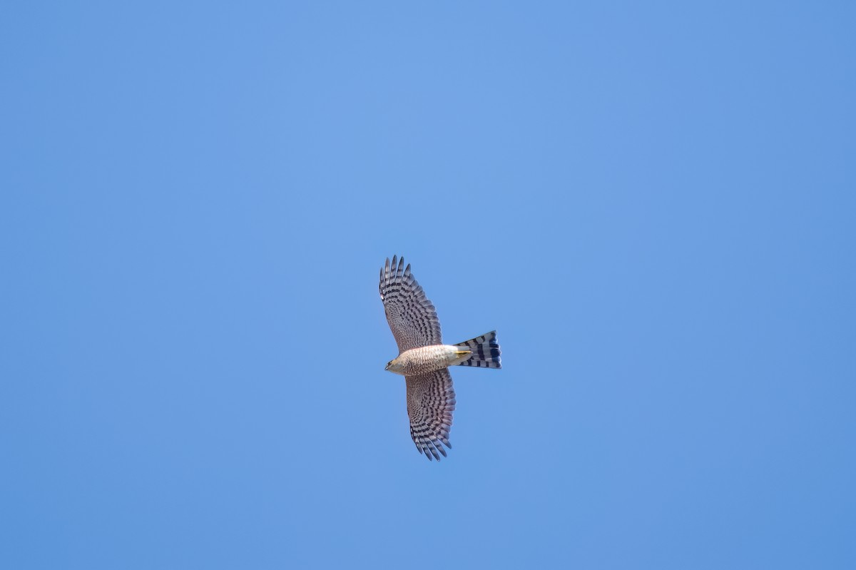 Sharp-shinned Hawk - ML611839007