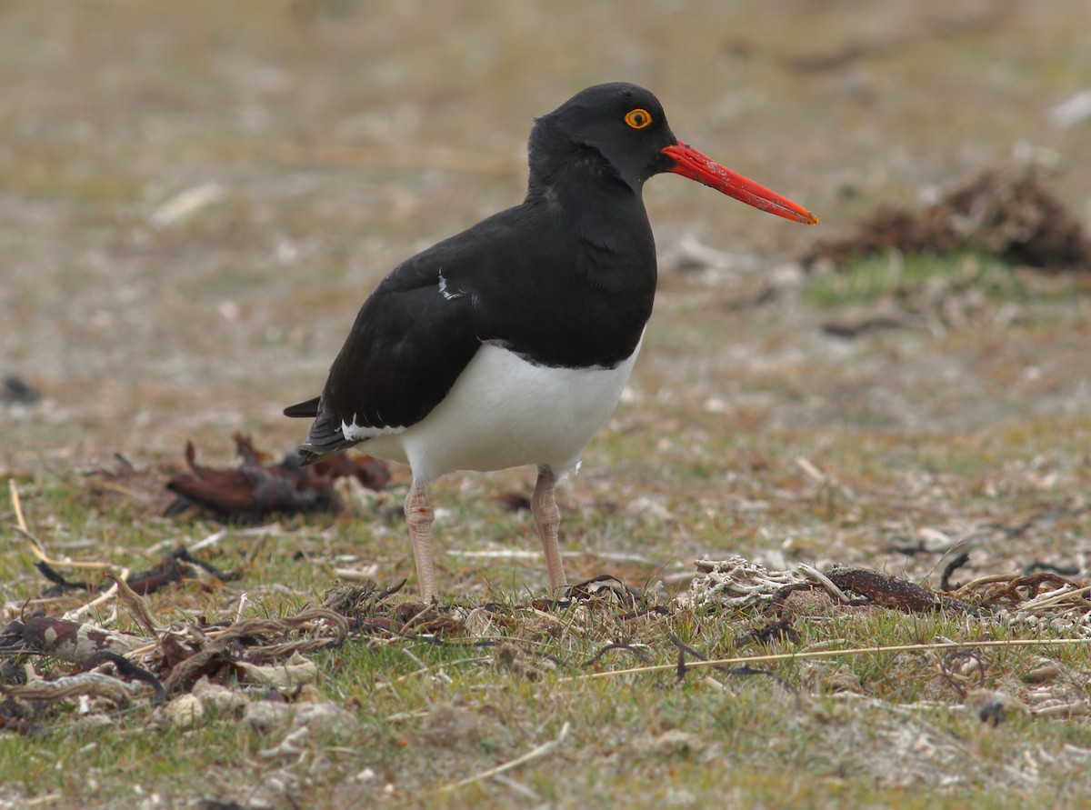 Magellanic Oystercatcher - ML611839024