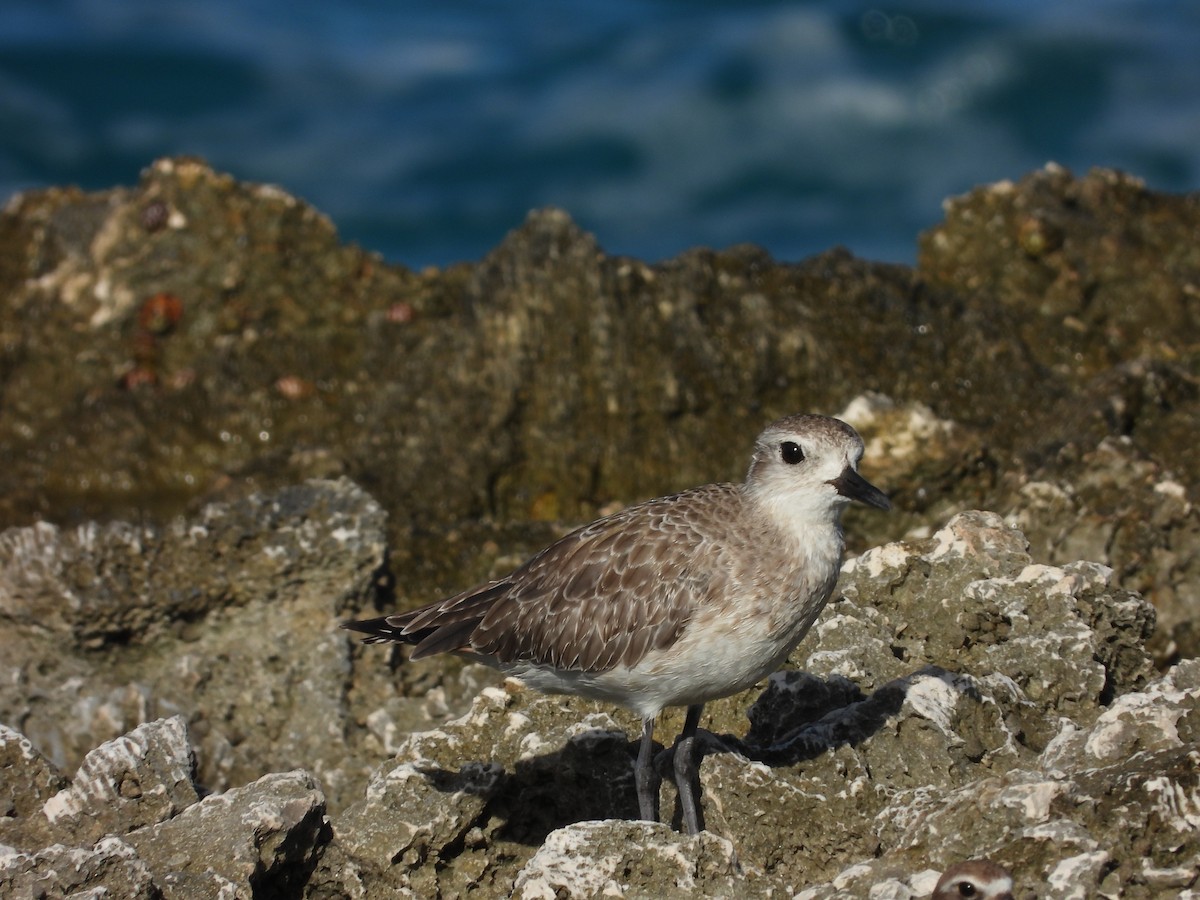 Black-bellied Plover - ML611839030