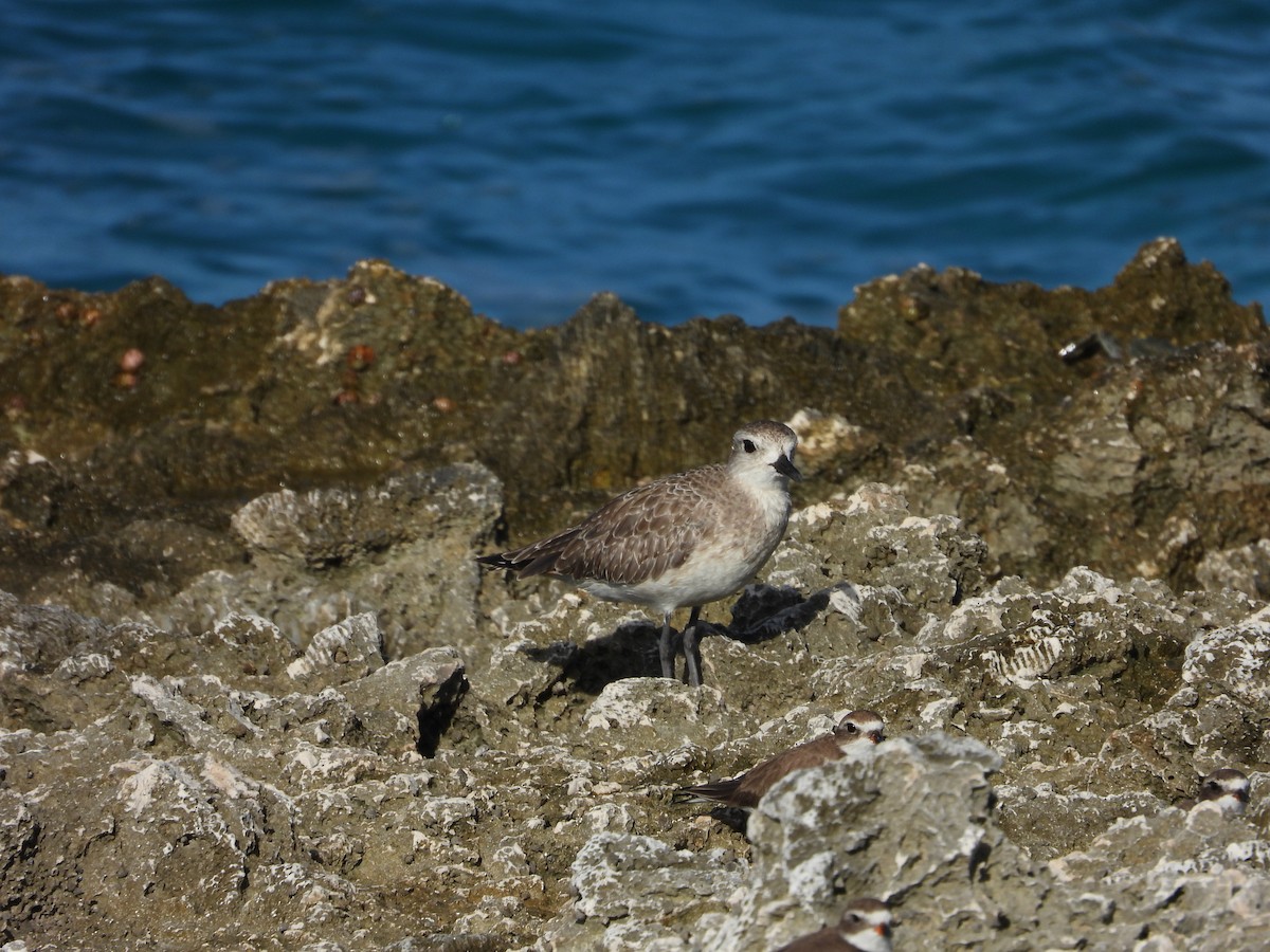 Black-bellied Plover - ML611839044