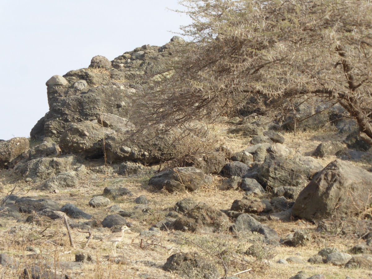 Senegal Thick-knee - ML611839096