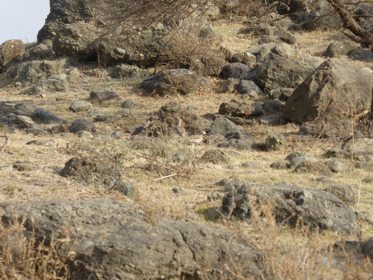 Senegal Thick-knee - ML611839117