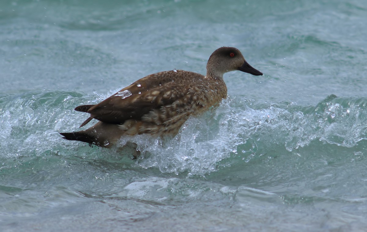 Crested Duck - ML611839122