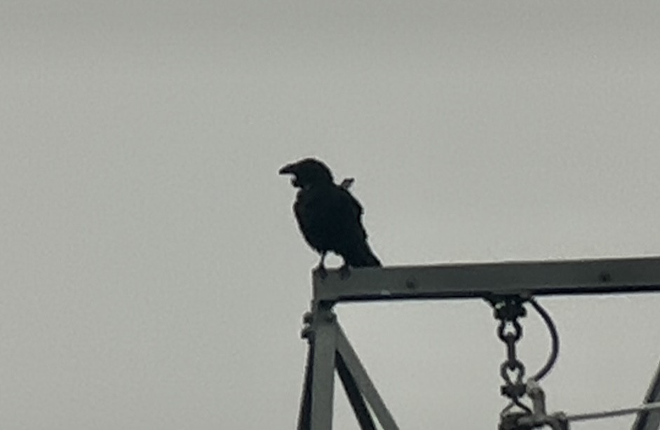 Common Raven - ML611839125