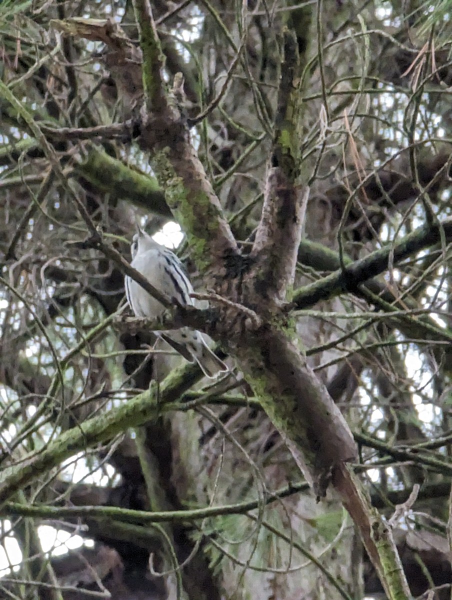 Black-and-white Warbler - ML611839161