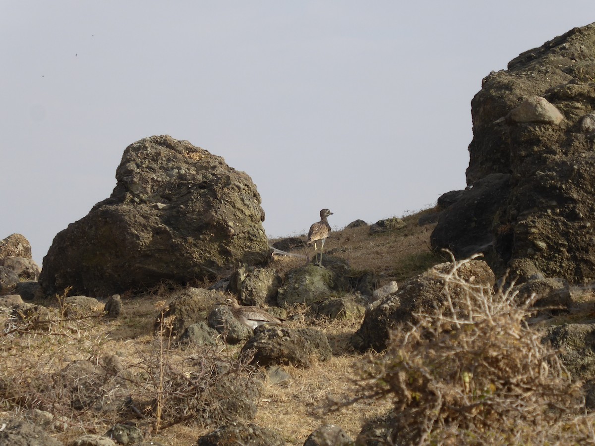 Senegal Thick-knee - ML611839164