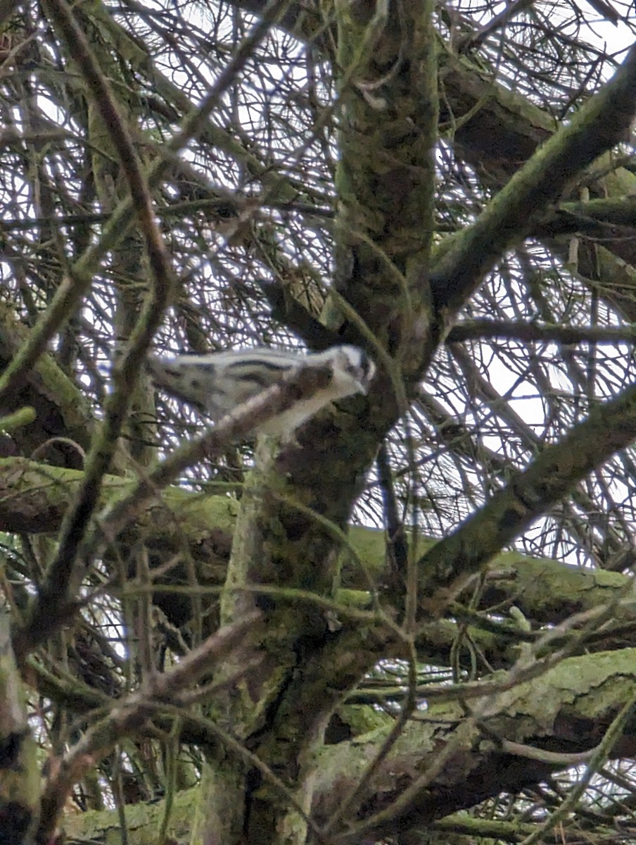 Black-and-white Warbler - ML611839180