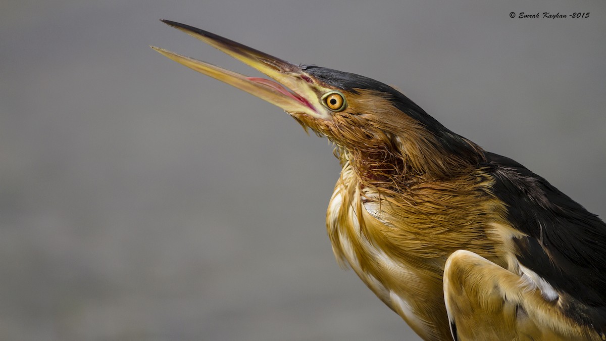 Little Bittern - Emrah Kayhan