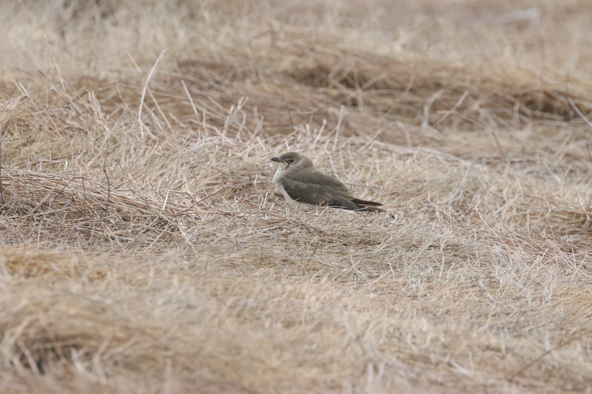 Oriental Pratincole - ML611839195