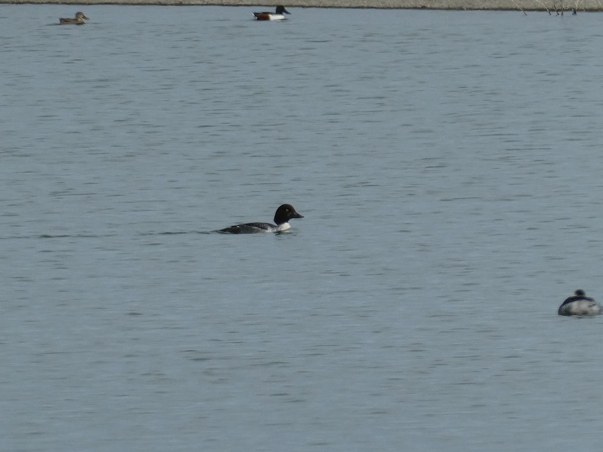 Common Goldeneye - ML611839222