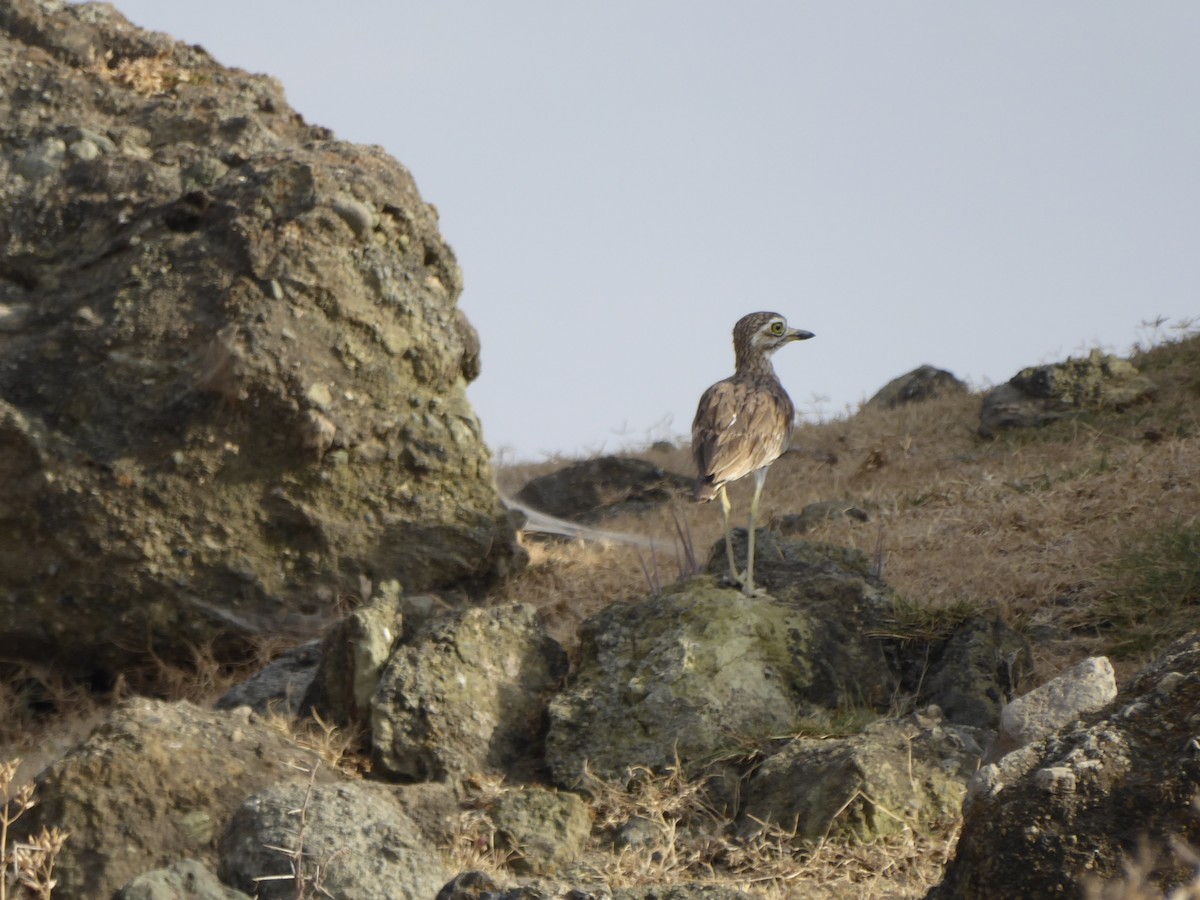 Senegal Thick-knee - ML611839236