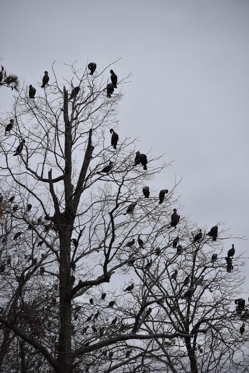 Double-crested Cormorant - ML611839260