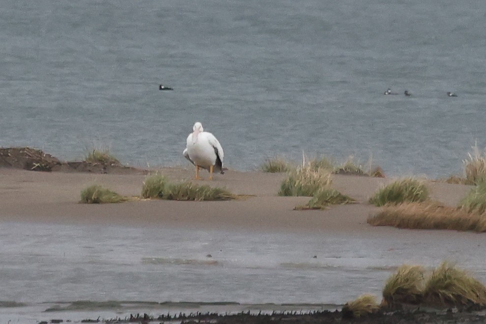 American White Pelican - ML611839266