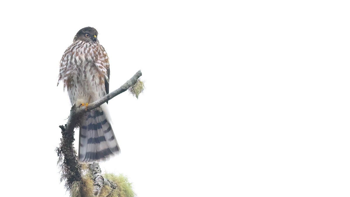 Sharp-shinned Hawk - ML611839302