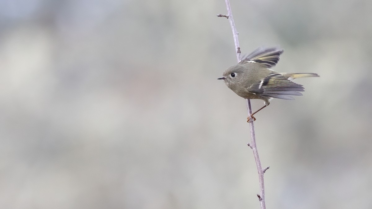 Ruby-crowned Kinglet - ML611839312