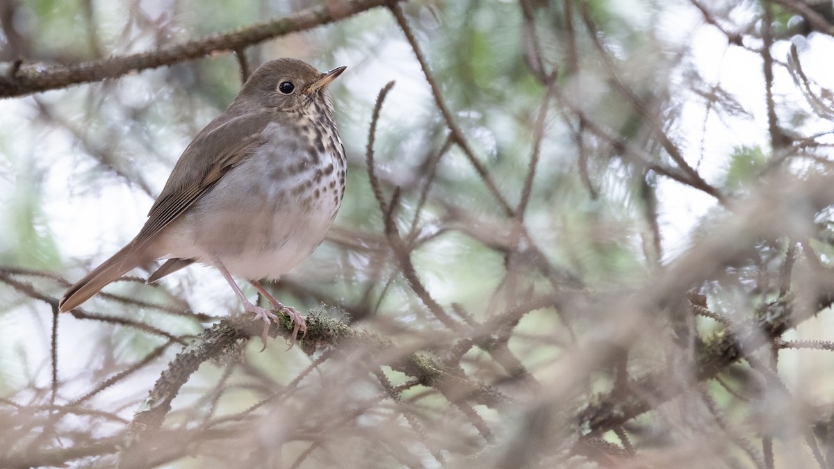 Hermit Thrush - ML611839324