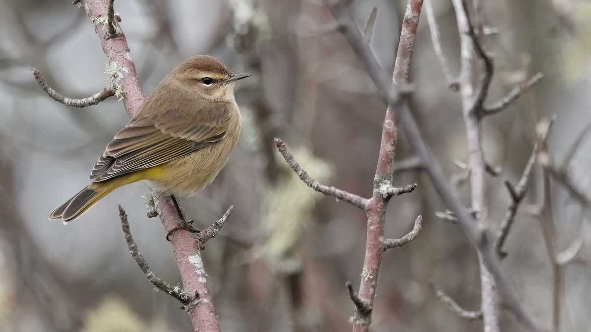 lesňáček bažinný (ssp. palmarum) - ML611839341