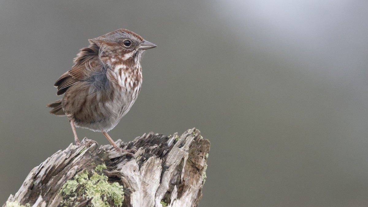 Song Sparrow - ML611839346