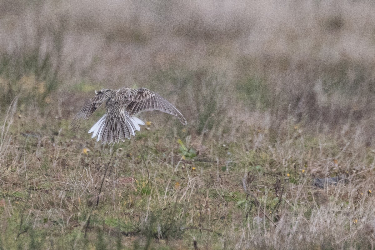 Western Meadowlark - Liam Hutcheson