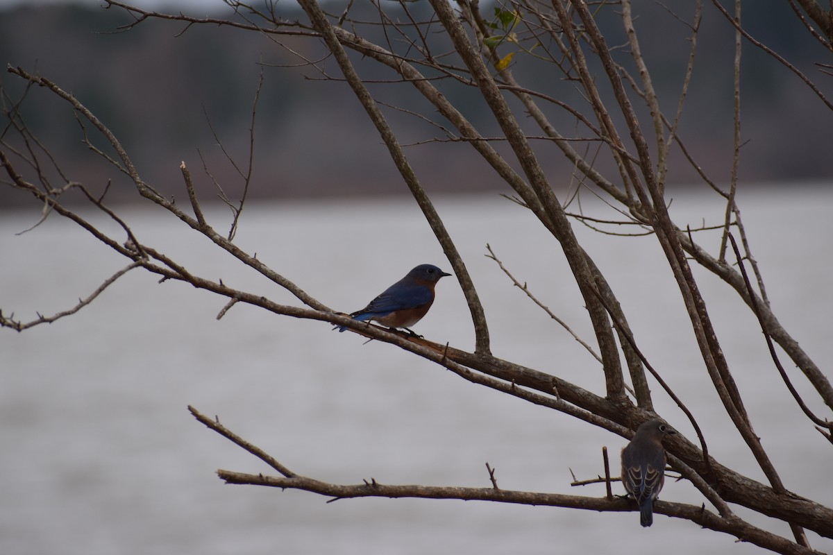 Eastern Bluebird - ML611839386