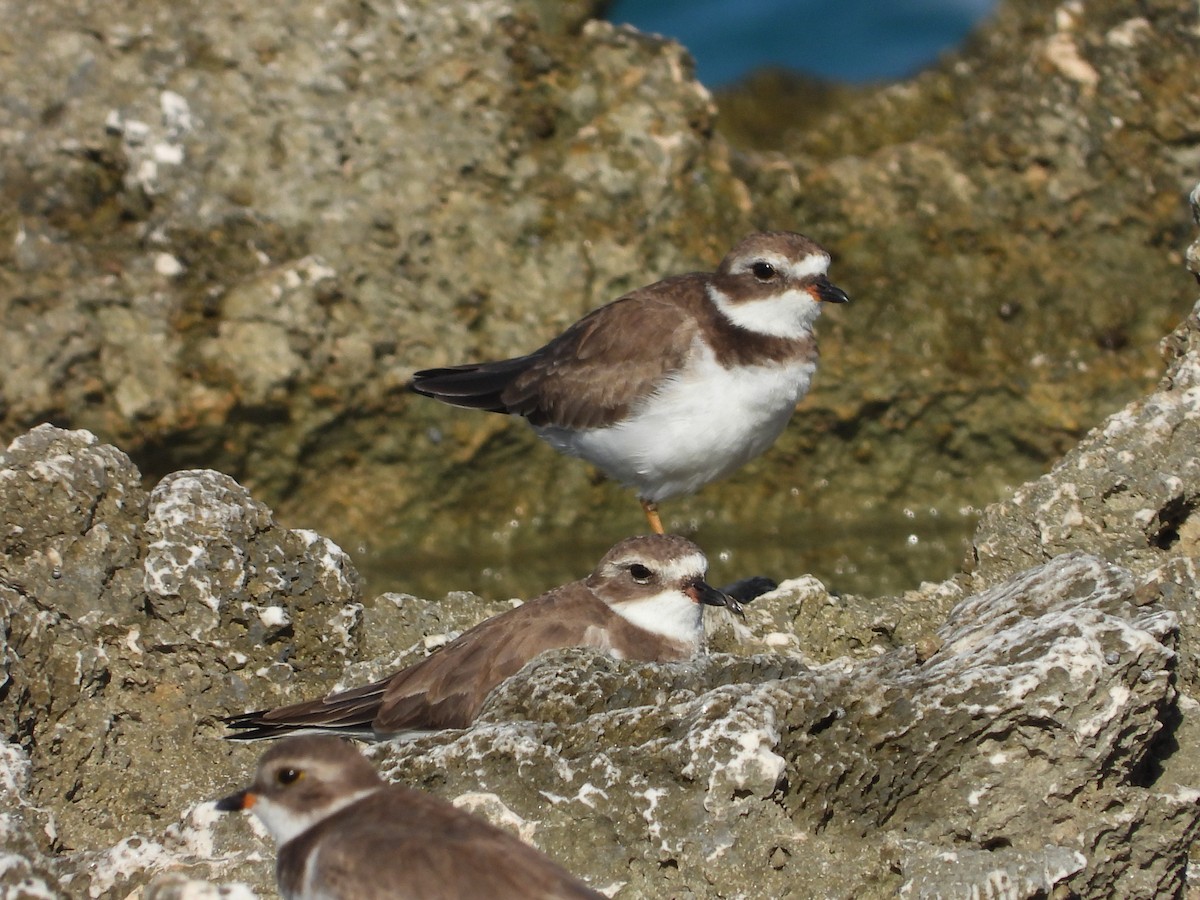 Semipalmated Plover - ML611839421