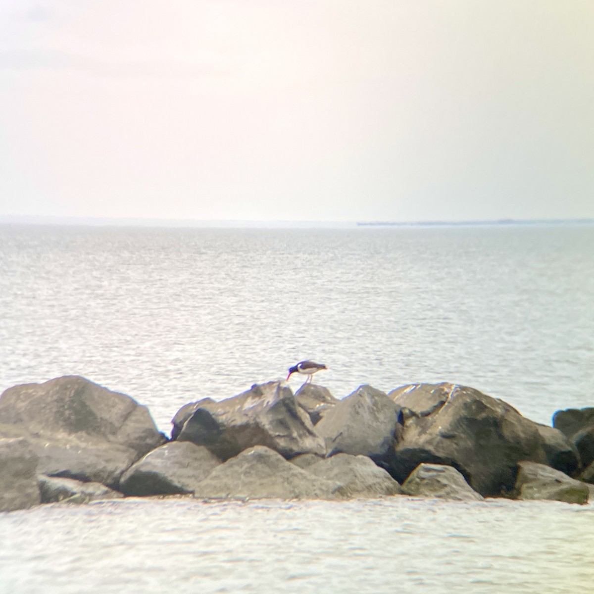 American Oystercatcher - ML611839450