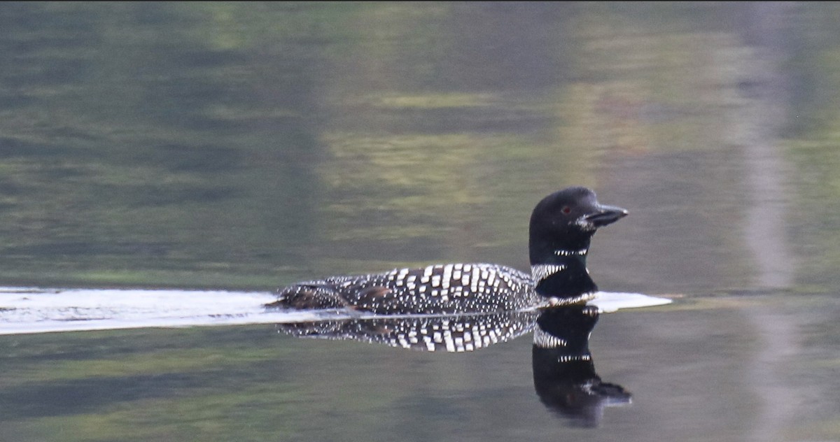 Common Loon - ML611839518