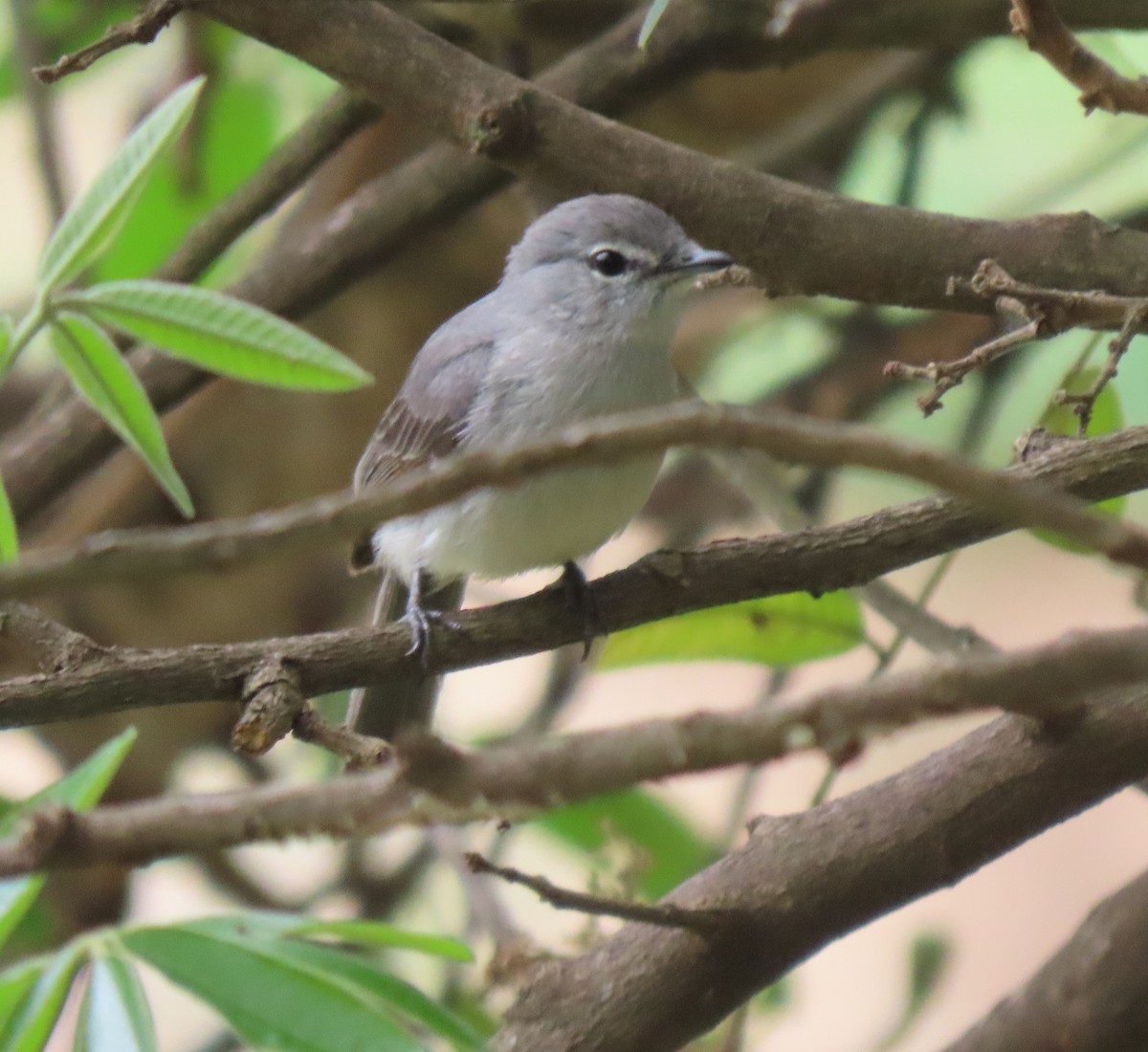 Ashy Flycatcher - ML611839542