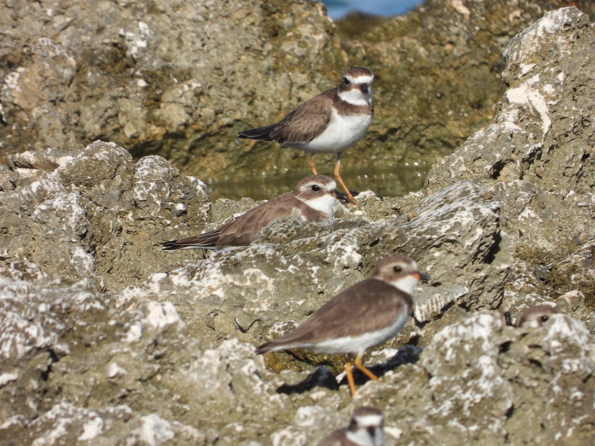 Semipalmated Plover - ML611839582