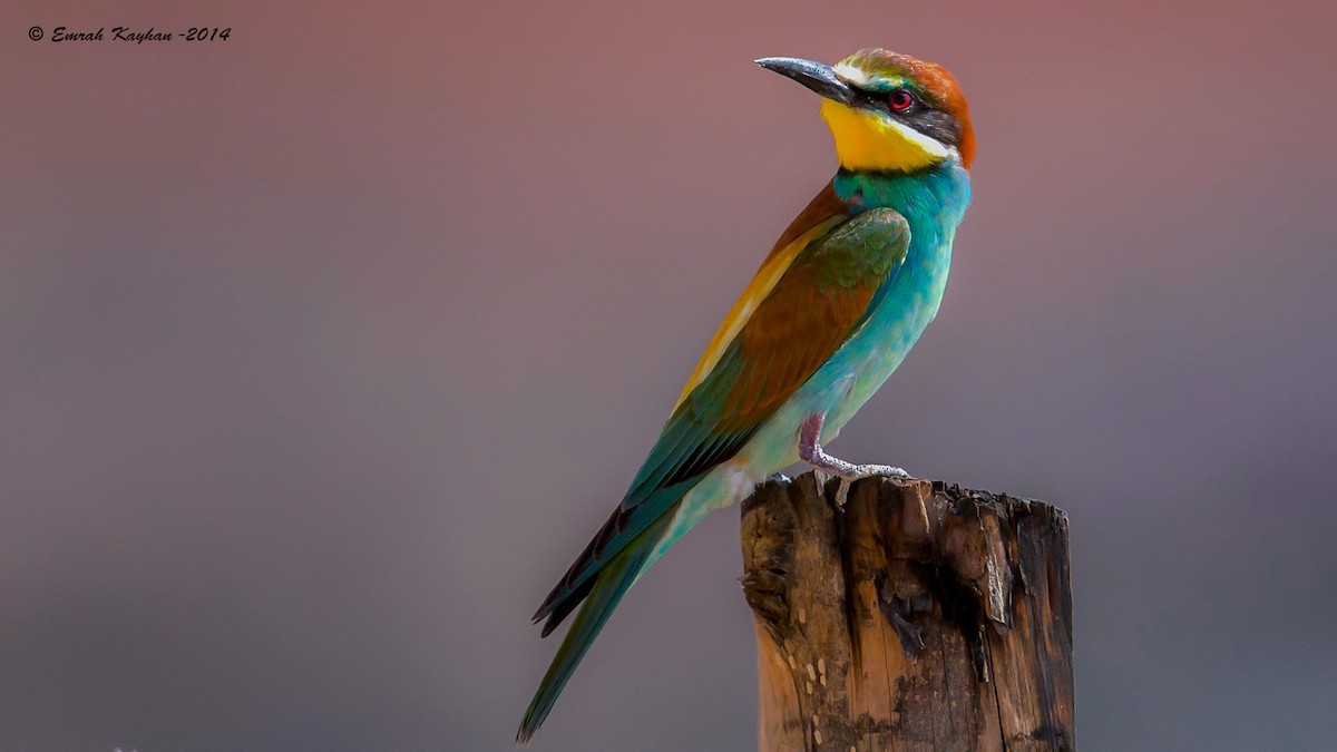 European Bee-eater - Emrah Kayhan