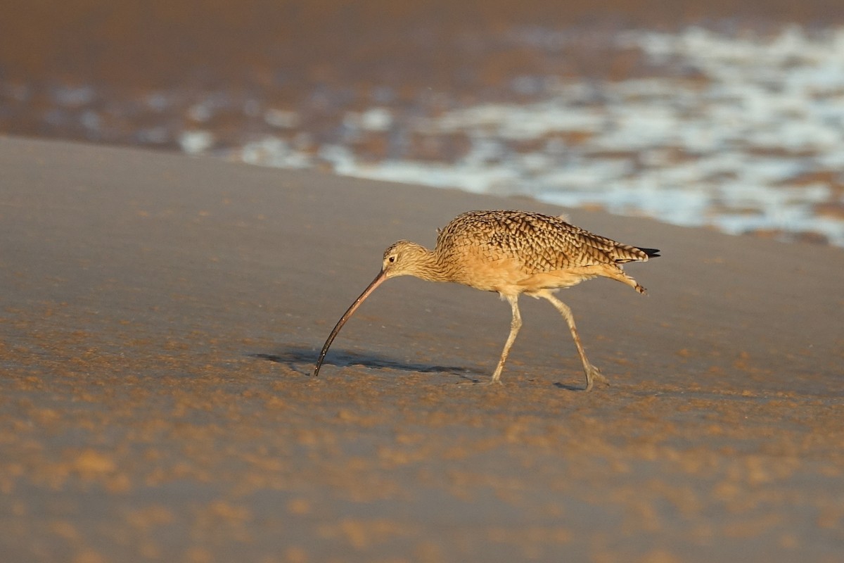 Long-billed Curlew - Gabriela Contreras Buvinić