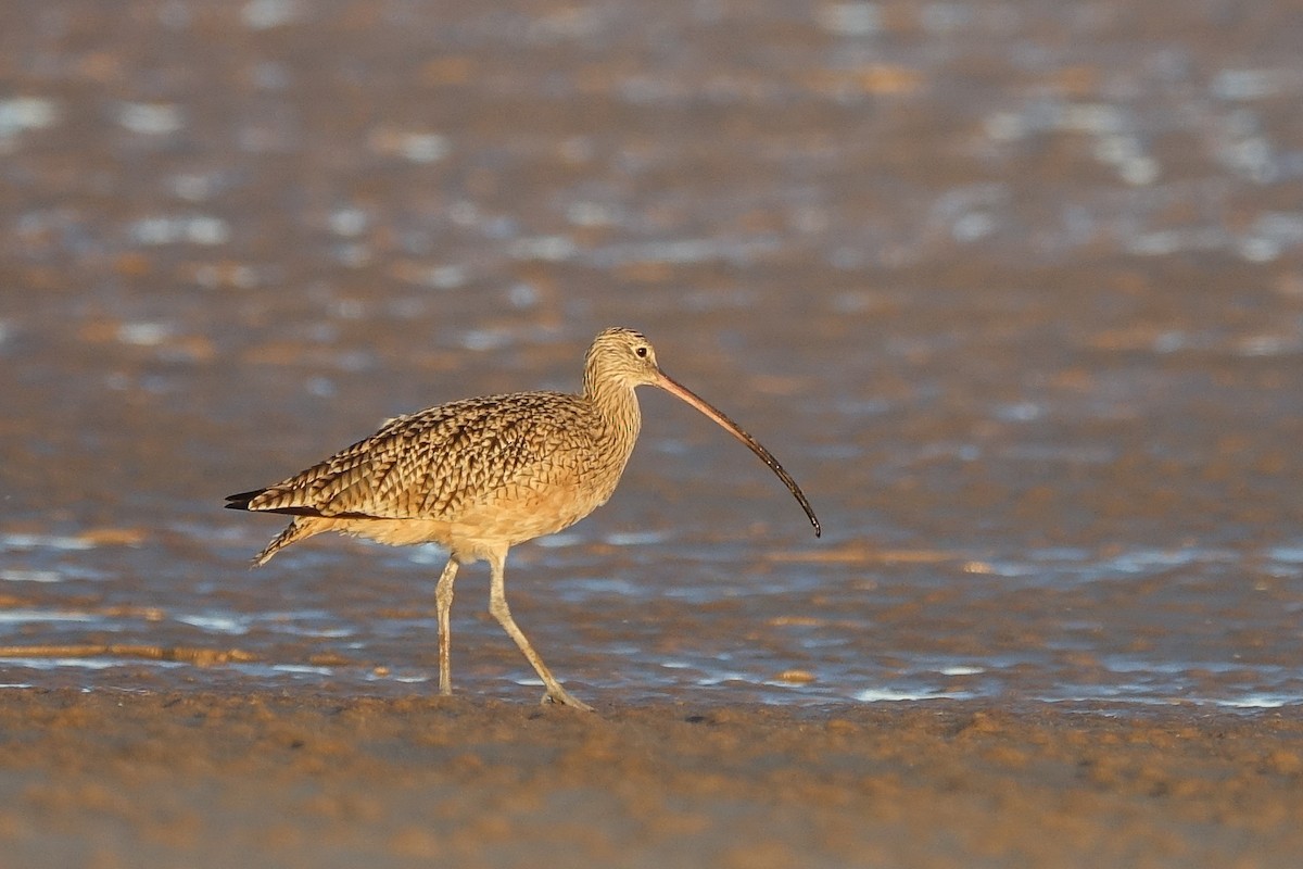 Long-billed Curlew - Gabriela Contreras Buvinić