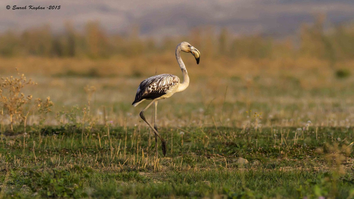 Greater Flamingo - Emrah Kayhan