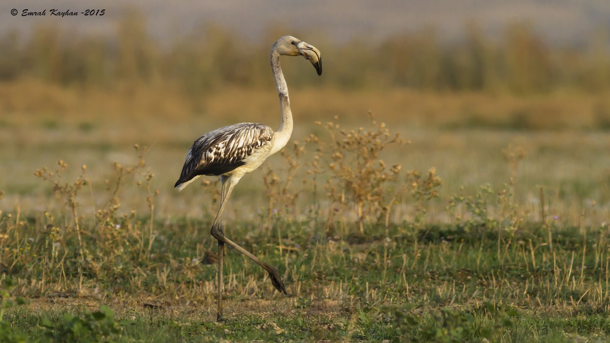 Greater Flamingo - ML611839726