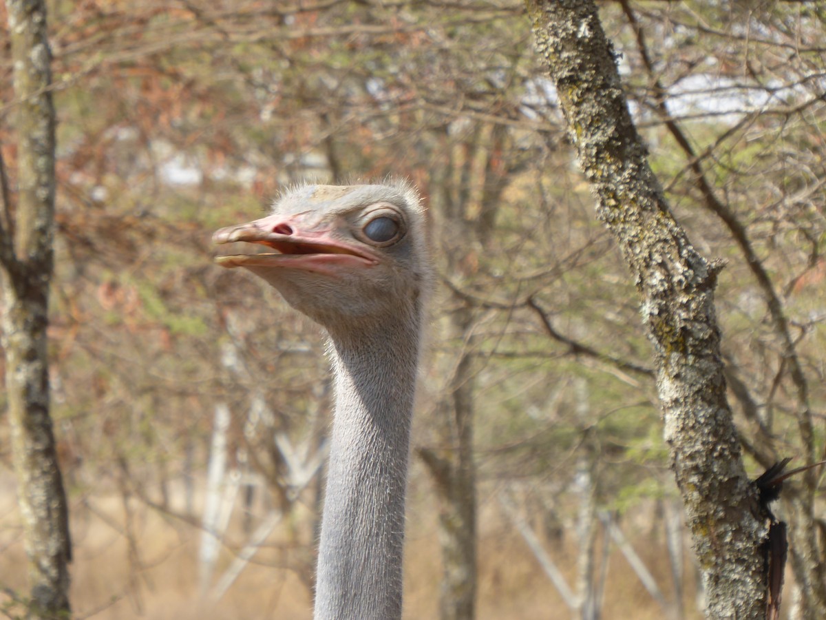 Somali Ostrich - Gerd REINSHAUS