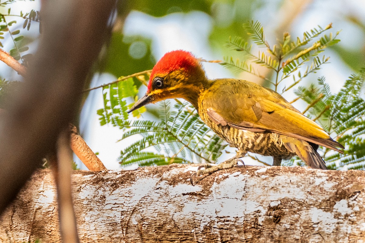 Golden-green Woodpecker (Belem) - Ralph Hatt
